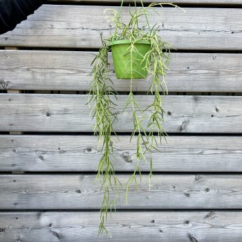 Hoya Linearis (Voskovka) - kont. C1,5L, výška 40-50 cm - závesný kvetináč